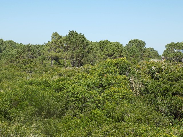 LA_SIESTA_EN_EL_BOSQUE_20