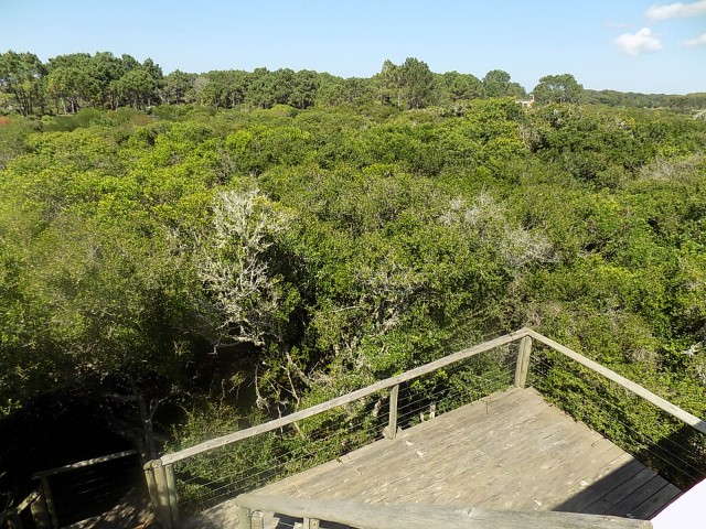 LA_SIESTA_EN_EL_BOSQUE_21